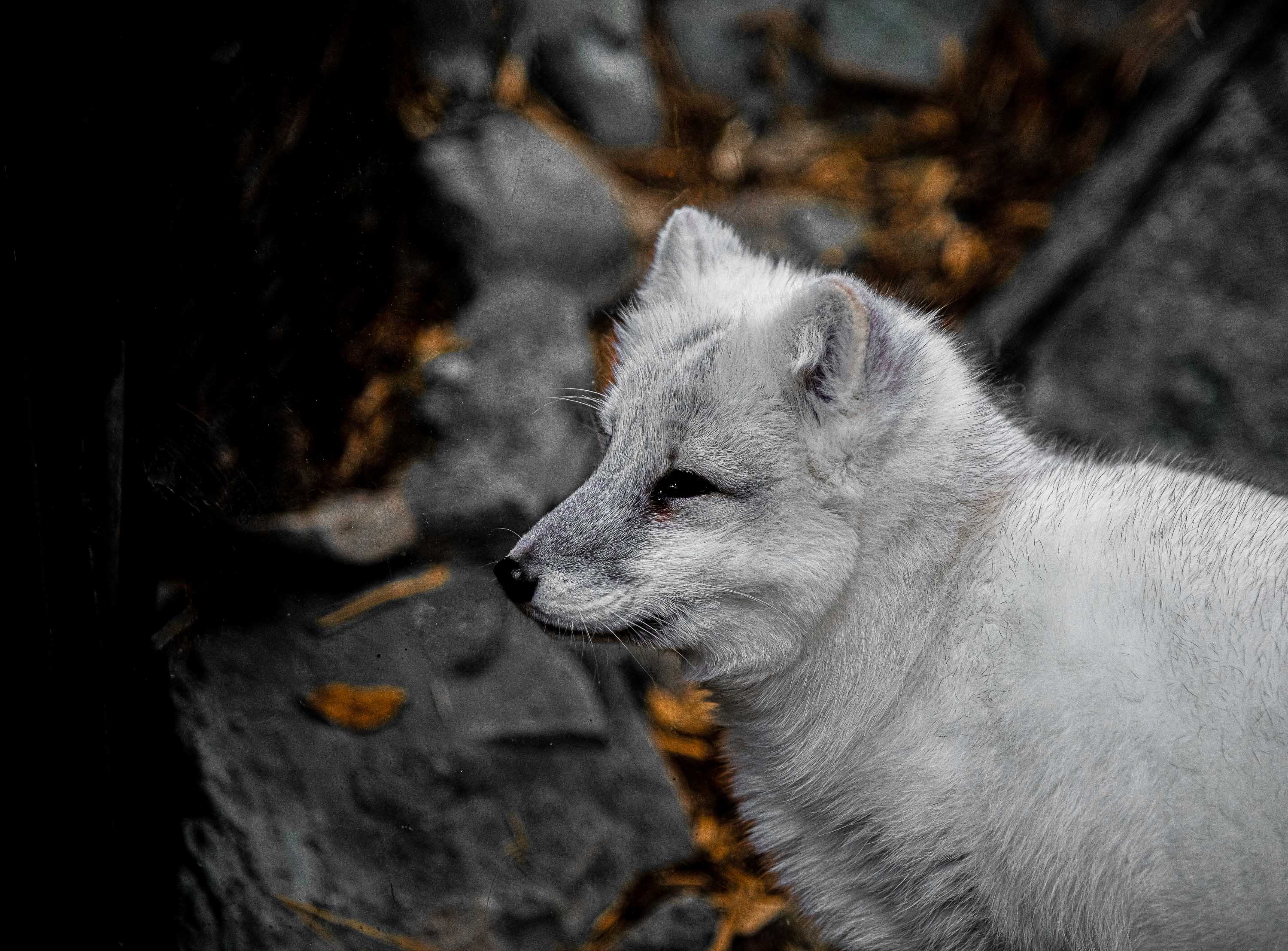 Fox in Cincinnati Zoo