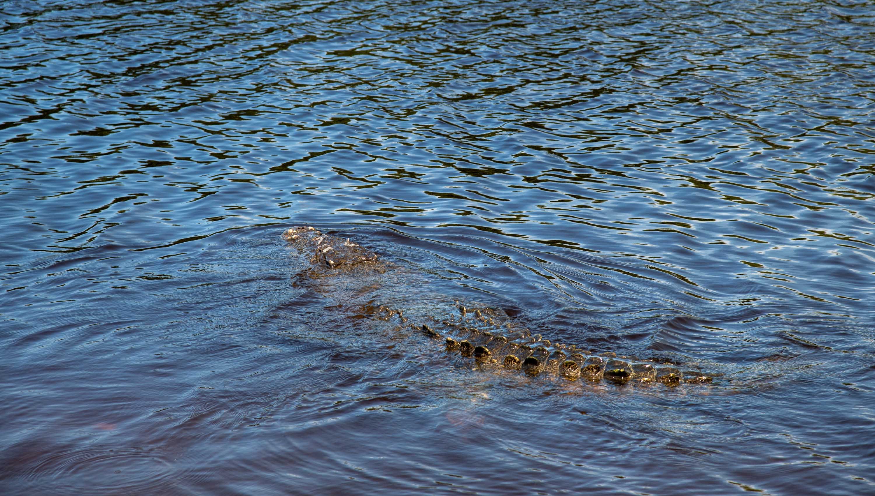 Everglades Native