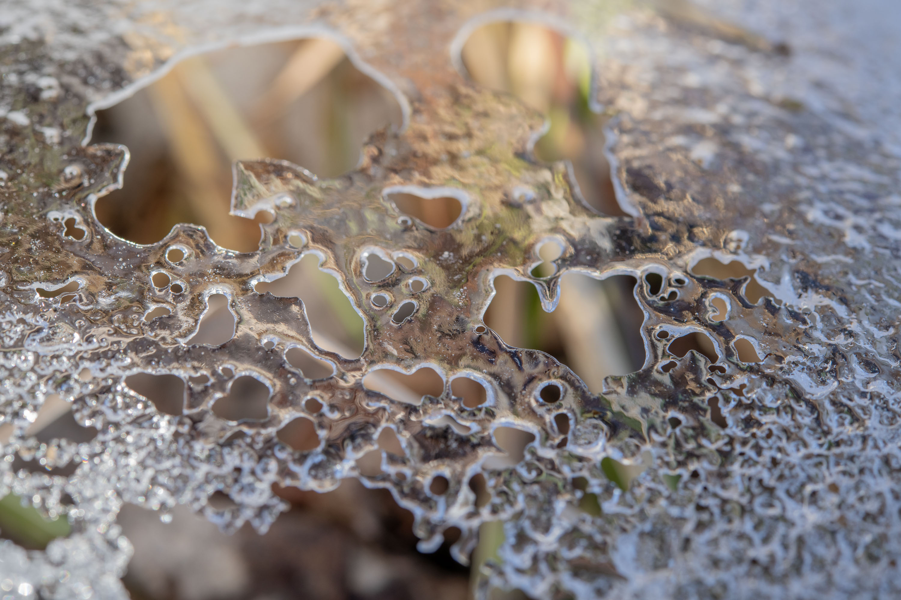 Thawing Web