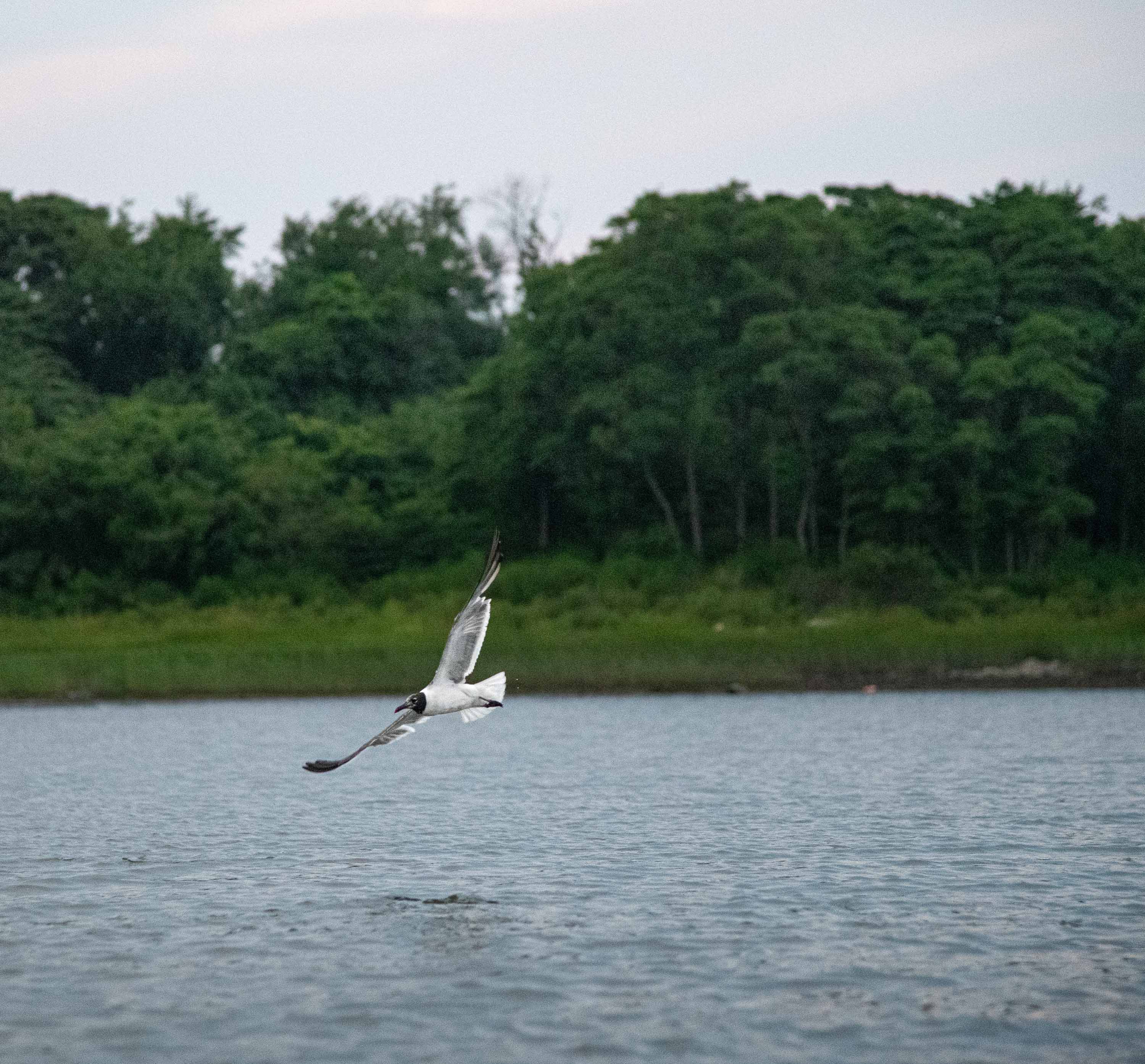 Hooded Gull Flying in the Norwalk Islands