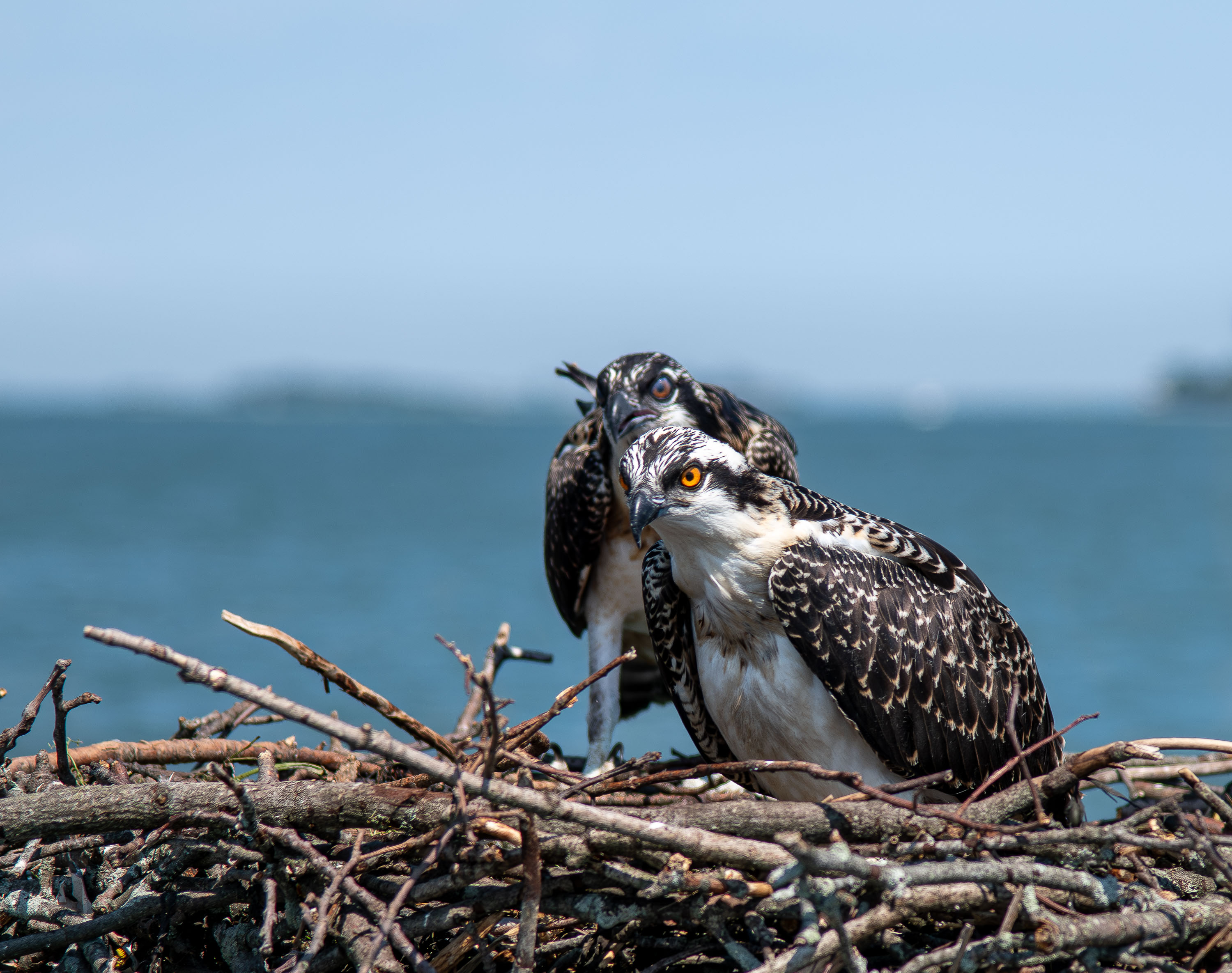 Osprey family